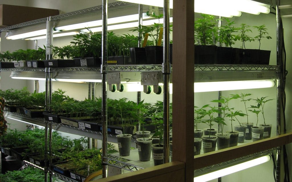garden-clones-1